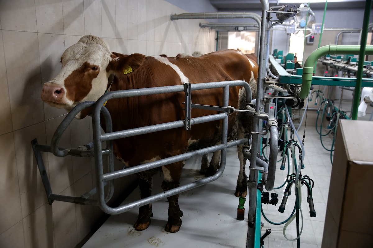 Muža krava je važan proces koji zahtijeva pravilnu tehniku i pažljiv pristup kako bi se osiguralo zdravo mlijeko i dobrobit stoke. Evo nekoliko ključnih koraka: Higijena prije muže: Prije početka muže, temeljno operite i osušite vimena krava. To smanjuje rizik od kontaminacije mlijeka i sprečava prenos bakterija. Provjera zdravlja krava: Prilikom muže, pažljivo provjeravajte zdravlje vimena. Bilo kakve promjene poput crvenila, otoka ili neobičnih sekreta trebaju biti odmah primijećene i prijavljene veterinaru. Pravilna tehnika muže: Pravilno postavljanje opreme za mužnju i nježno rukovanje s kravama je ključno. Nježno masirajte vimena kako biste potaknuli protok mlijeka i smanjili nelagodu kod krava. Praćenje količine i kvaliteta mlijeka: Pratite količinu i kvalitetu mlijeka kod svake krave. Bilo kakve promjene u količini ili kvaliteti trebaju biti odmah identificirane i istražene. Nakon muže, osigurajte postmužnu njegu vimena kako biste spriječili infekcije i održali zdravlje vimena krava. Pravilna tehnika muže krava ključna je za dobivanje zdravog mlijeka i dobrobit stoke. Pažljiva praksa i stalna briga o zdravlju i higijeni tokom procesa muže igraju ključnu ulogu u očuvanju zdravlja i produktivnosti stoke na farmi.
