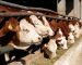 ŽIVOT NA FARMI - MALI SAVJETI: Upravljanje stresom i dobrobit krava