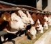 ŽIVOT NA FARMI - MALI SAVJETI: Upravljanje stresom i dobrobit krava